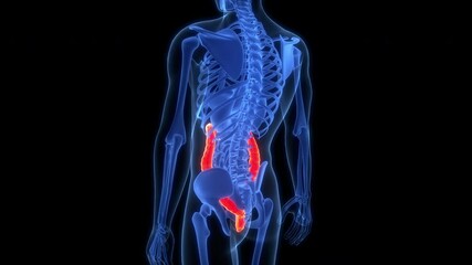 Human Digestive System Large Intestine Anatomy Animation Concept