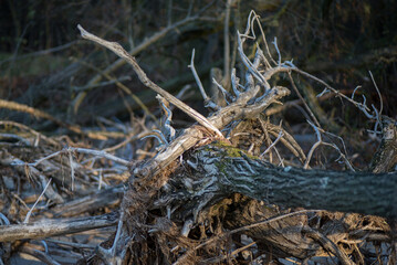 There are trees with large roots and stumps scattered along the seashore.