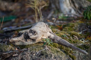 There are trees with large roots and stumps scattered along the seashore.