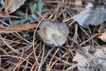 rain water in brown leaf closeup on pine needles