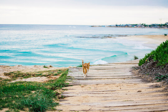 orange stray cat on fabulous rocky coast with turquoise water Ayia Napa, Cyprus