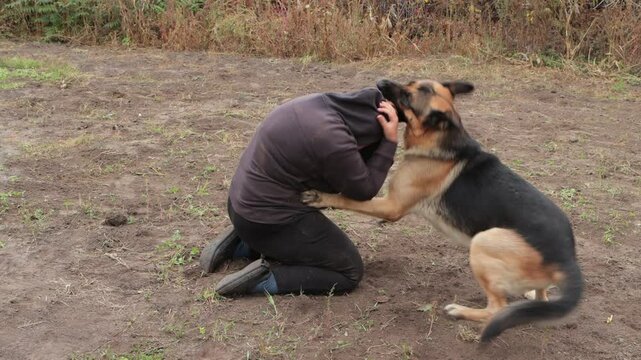 Beautiful black and red male German Shepherd in nature. Training of large breed dogs. A male German shepherd bites a man.