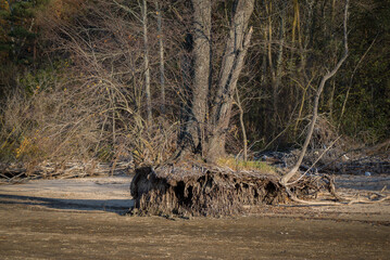 There are trees with large roots and stumps scattered along the seashore.