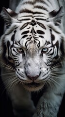 Fototapeta premium The Majestic White Tiger Walking in its Natural Habitat in a Dramatic Close-up