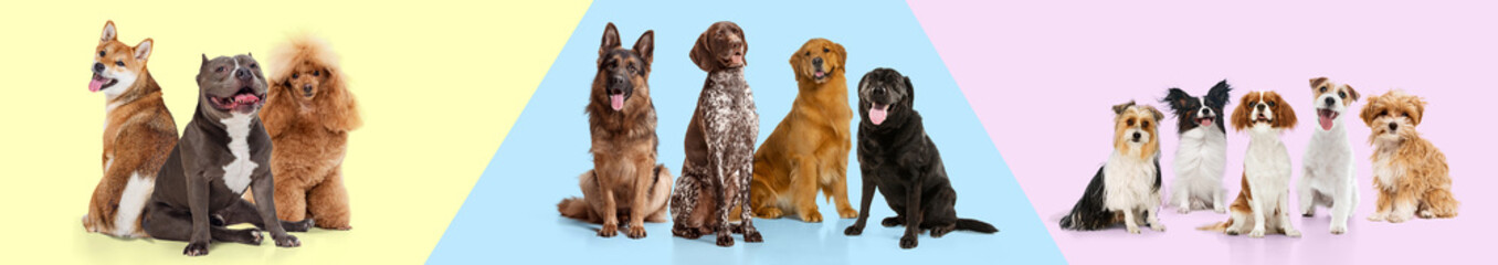 Creative collage. Happy purebred dogs of various breeds sitting in colorful background. Pet products and services promotion. Concept of animals, pet care, vet. Banner, advertisement