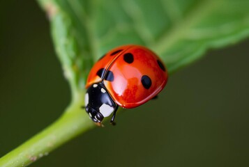 Obraz premium Ladybug on a Leaf Bright red and black contrast close up on the