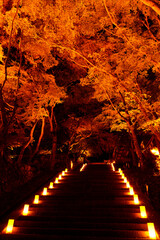 Obraz premium ライトアップされた紅葉