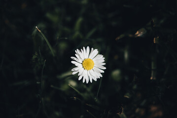 Einsame G&auml;nsebl&uuml;mchenbl&uuml;te &ndash; Naturminimalismus im Fokus