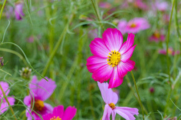 Fototapeta premium 鮮やかなピンクのコスモスの花