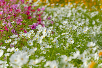 カラフルに咲き誇るコスモスの花畑