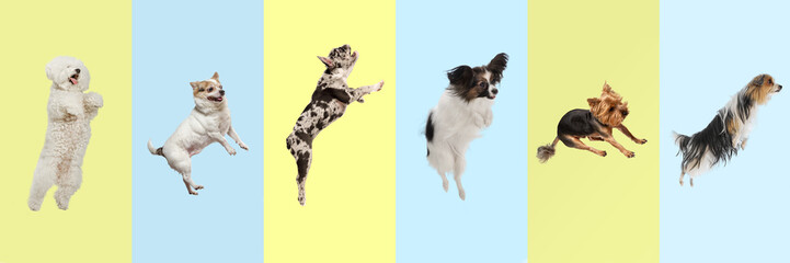 Six adorable dogs of various breeds, each leaping joyfully against colorful backdrop, creating dynamic and playful scene. Game on. Concept of animals, pet care, vet. Banner, advertisement. Collage