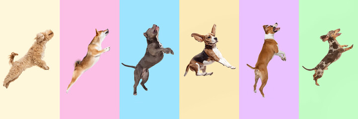 Creative collage of different breeds of dogs in motion, cheerfully jumping against multicolored studio background. Concept of animals, pet care, vet. Banner, advertisement