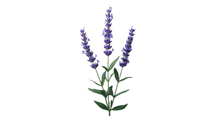Purple Lavender Flowers On A Black Background - Photo