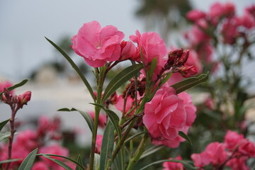 nerium oleander, oleander, pink flower, tropical plant, lanzarote, canary islands, november 2024,...