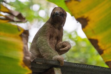 Fototapeta premium Three toed sloth with banana leaves in foreground