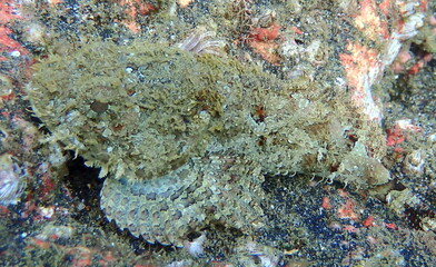 Costa Rica Sea life