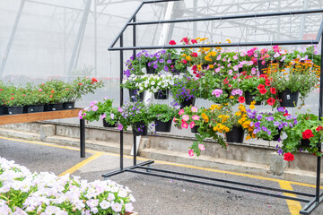 Flowers hanging in plastic pots in nursery garden,Potted flowers and plants in flower shop, plants in the interior of greenhouse,Home gardening tropical flower,Selective focus,copy space.