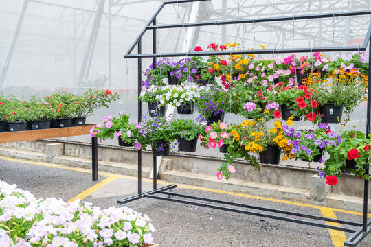 Flowers hanging in plastic pots in nursery garden,Potted flowers and plants in flower shop, plants in the interior of greenhouse,Home gardening tropical flower,Selective focus,copy space.