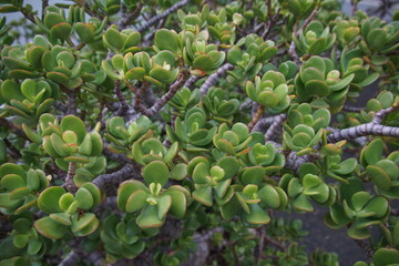 Jade plant, Lanzarote, November 2024, succulent, tropical plant, spain, canary islands, juicy leaf, flower plant