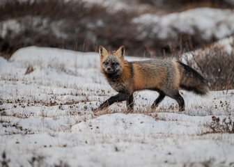 Cross Fox in Tundra