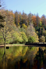 Bäume und Äste spiegeln sich in bunten Farbein in einem Weiher im Wald im Herbst. Aussicht auf den Weiher am Züscher Hammer vom Wanderweg Traumschleife Dollbergschleife.