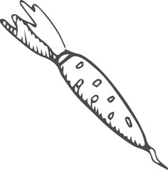 Carrot icon. Natural root vegetable line drawing