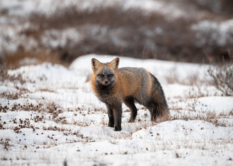 Cross Fox in Tundra