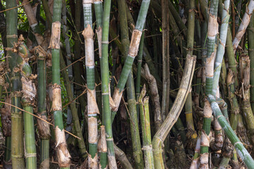  Close up of a bamboo forest background