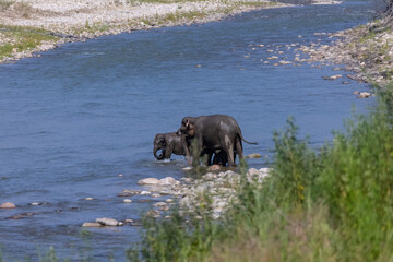 Herd of Asiatic elephant (Elephas maximus) crossing the river at corbett forest.