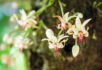 Close-up of Cocoa flowers on growing tree trunk  ,Cacao flowers on cocoa tree, macro