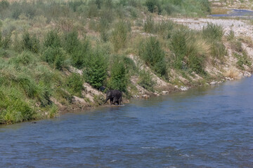 Herd of Asiatic elephant (Elephas maximus) crossing the river at corbett forest.	