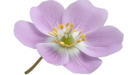 Fototapeta premium Delicate Pale Pink Flower with Yellow Stamens