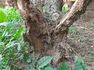 Fototapeta premium Termites eating tree dry branch. Tree branch that has become infested with thousands of termites, insects and their larvae, which have filled the wood with tiny holes. Termite nest on the dry wood. 