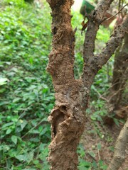Termites eating tree dry branch. Tree branch that has become infested with thousands of termites, insects and their larvae, which have filled the wood with tiny holes. Termite nest on the dry wood. 
