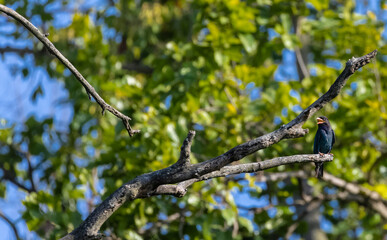 Dollar bird perching on tree branch.