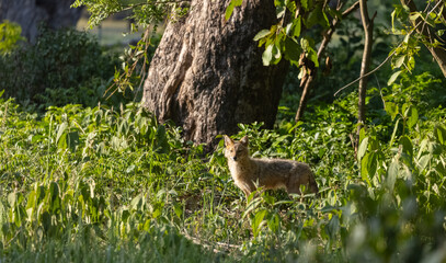 Golden Jackal in the forest of north india.