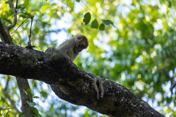 Rhesus macaque (Macaca mulatta) or Indian Monkey in forest sitting on tree and looking for the her dead cuff hanging on the tree branch.