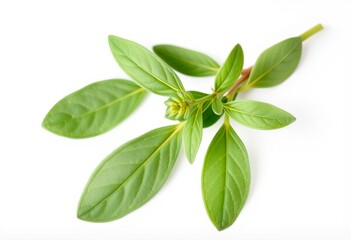 Fresh sage leaves A sprig of fresh sage leaves on a white backgr