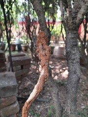 Termites eating tree dry branch. Tree branch that has become infested with thousands of termites, insects and their larvae, which have filled the wood with tiny holes. Termite nest on the dry wood. 