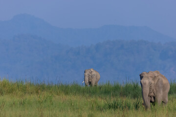 Asiatic elephant (Elephas maximus) at the grassland of forest to eat grass and mud bath