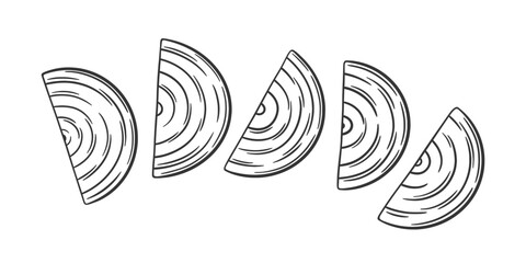 Half cut onion slices. Vector illustration of onion. Outline sketch onion