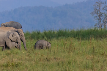 Obraz premium Herd of Asiatic elephant (Elephas maximus) at the grassland of forest to eat grass.