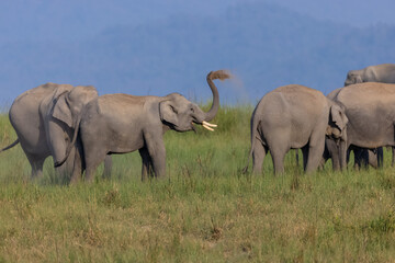 Fototapeta premium Asiatic elephant (Elephas maximus) at the grassland of forest to eat grass and mud bath