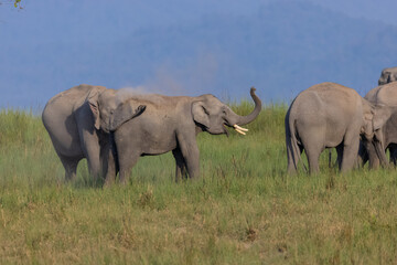 Herd of Asiatic elephant (Elephas maximus) at the grassland of forest to eat grass.