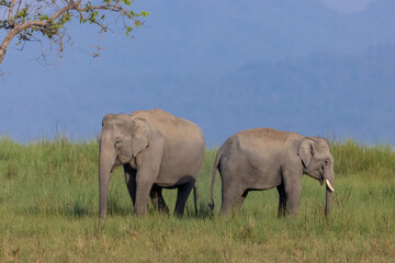 Herd of Asiatic elephant (Elephas maximus) at the grassland of forest to eat grass.