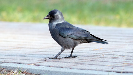 crow on the ground