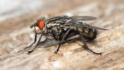 close up of a fly