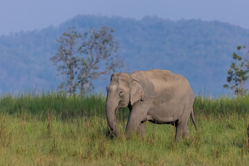 Herd of Asiatic elephant (Elephas maximus) at the grassland of forest to eat grass and mud bath.