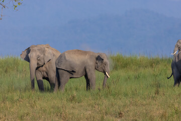 Herd of Asiatic elephant (Elephas maximus) at the grassland of forest to eat grass.