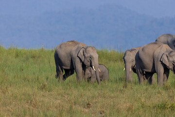 Fototapeta premium Herd of Asiatic elephant (Elephas maximus) at the grassland of forest to eat grass.